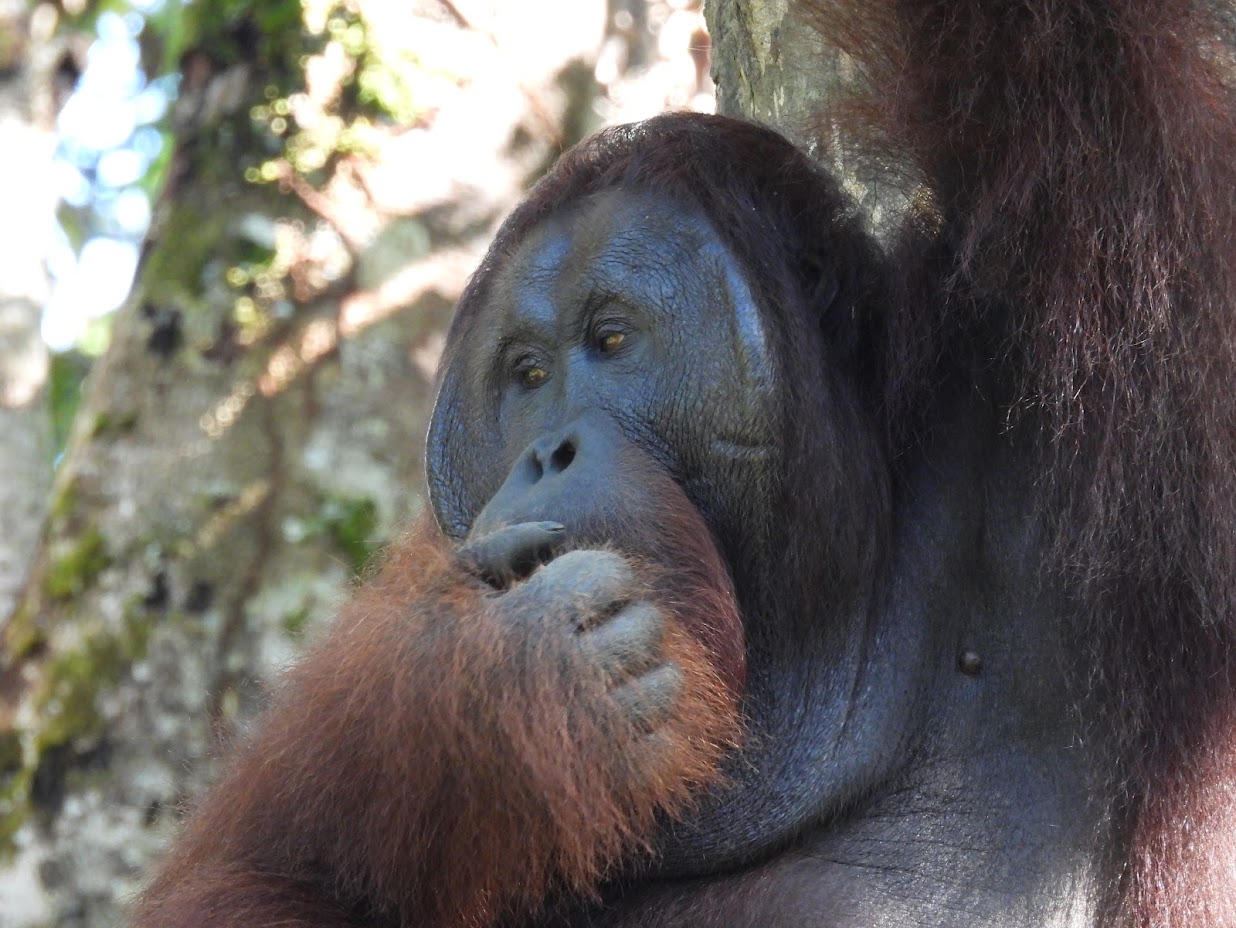 Orangutan