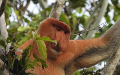 Proboscus Monkey