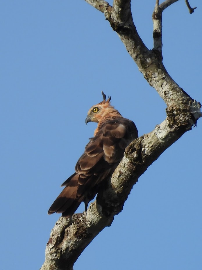 wallace's hawk eagle borneo