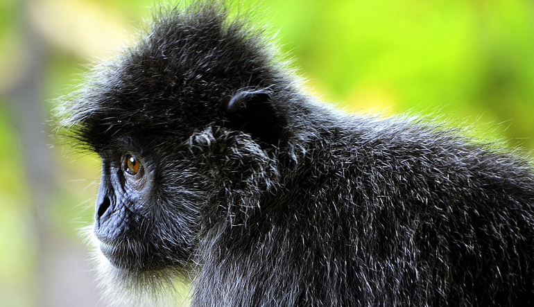 Silver Leaf Langur Lutung Borneo